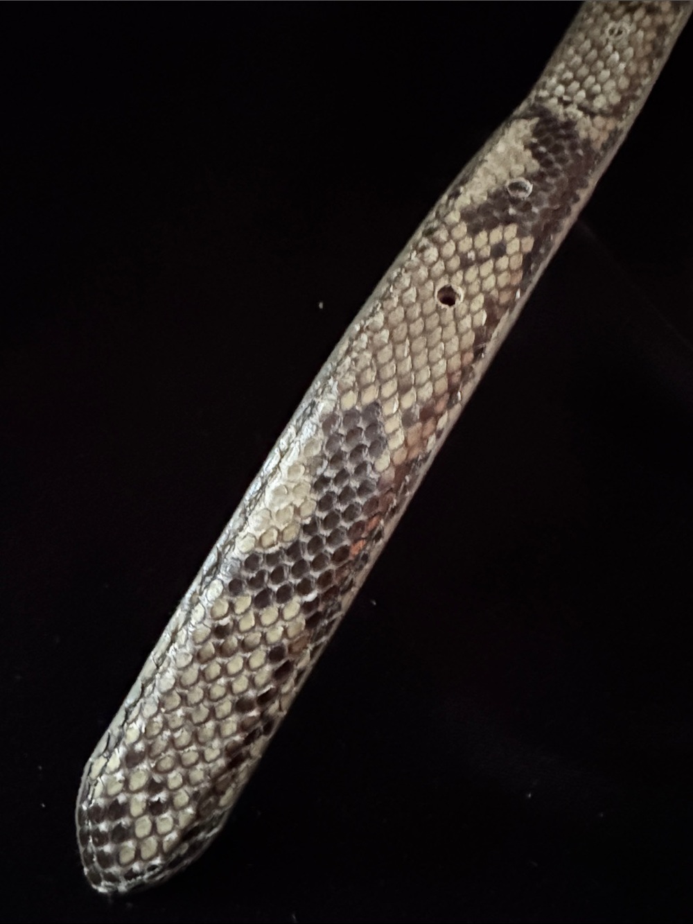 CARLISLE Leather & Python Patterned Belt - Picture 5 of 5